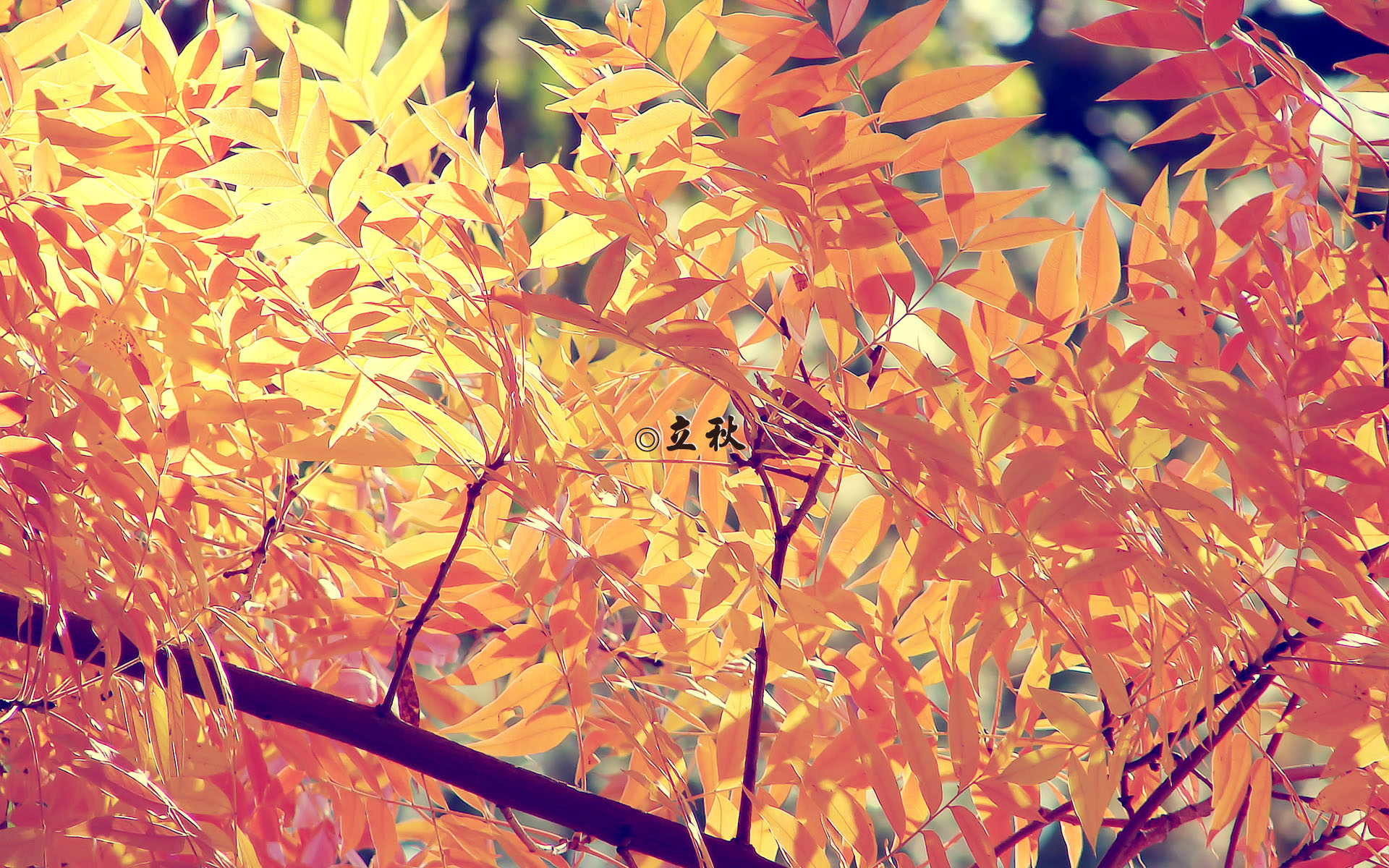 24节气之立秋清新高清壁纸